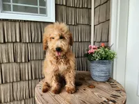 Dover, a male Miniature Goldendoodle for sale in Topeka, IN – 2 of 10
