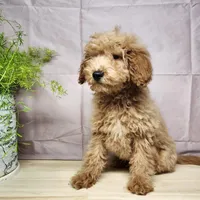 Dover, a male Miniature Goldendoodle for sale in Topeka, IN – Photo 6 of 10