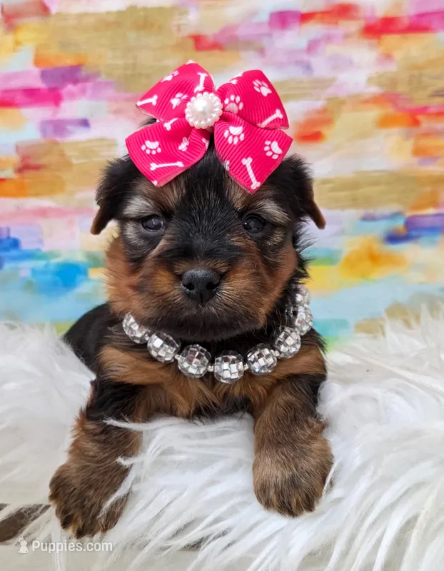 Callie – Yorkshire Terrier puppy for sale in Monticello, IA