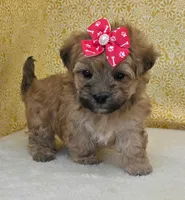 Winnie, a female Morkie for sale in Monticello, IA – Photo 1 of 4