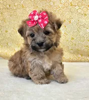 Winnie, a female Morkie for sale in Monticello, IA – Photo 3 of 4