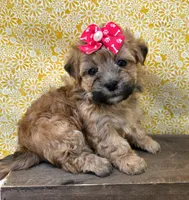 Winnie, a female Morkie for sale in Monticello, IA – Photo 4 of 4