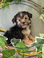 Journey, a male Morkie for sale in Monticello, IA – Photo 3 of 3