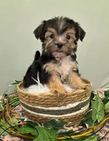 Journey, a male Morkie for sale in Monticello, IA – Photo 2 of 3