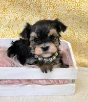 Hazel, a female Morkie for sale in Monticello, IA – Photo 2 of 3