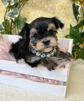 Hazel, a female Morkie for sale in Monticello, IA – Photo 1 of 3