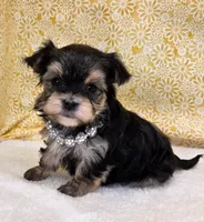 Hazel, a female Morkie for sale in Monticello, IA – Photo 3 of 3