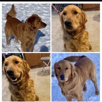 Golden retriever puppies, a  Golden Retriever for sale in Monticello, IA – Photo 2 of 2