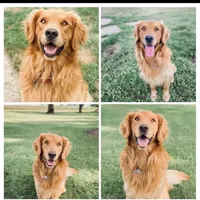 Golden retriever puppies, a  Golden Retriever for sale in Monticello, IA – Photo 1 of 2