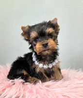 Disco, a female Yorkshire Terrier for sale in Monticello, IA – Photo 2 of 4