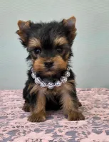 Disco, a female Yorkshire Terrier for sale in Monticello, IA – Photo 1 of 4