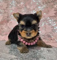 Candie , a female Yorkshire Terrier for sale in Monticello, IA – Photo 3 of 4