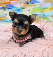 Candie , a female Yorkshire Terrier for sale in Monticello, IA – Photo 2 of 4