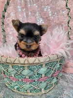 Candie , a female Yorkshire Terrier for sale in Monticello, IA – Photo 4 of 4