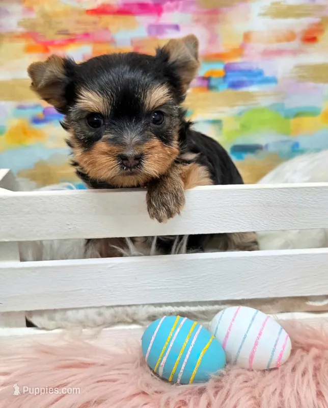 Candie  – Yorkshire Terrier puppy for sale in Monticello, IA