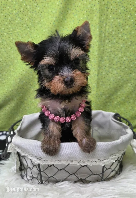 Candie  – Yorkshire Terrier puppy for sale in Monticello, IA