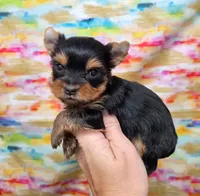 Foxi TEACUP, a female Yorkshire Terrier for sale in Monticello, IA – Photo 1 of 5