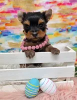 Foxi TEACUP, a female Yorkshire Terrier for sale in Monticello, IA – Photo 5 of 5