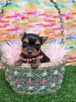 Foxi TEACUP, a female Yorkshire Terrier for sale in Monticello, IA – Photo 4 of 5