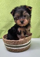 Koda , a male Yorkshire Terrier for sale in Monticello, IA – Photo 5 of 6
