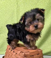 Koda , a male Yorkshire Terrier for sale in Monticello, IA – Photo 3 of 6