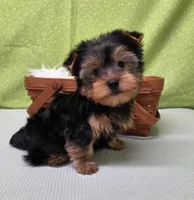 Koda , a male Yorkshire Terrier for sale in Monticello, IA – Photo 6 of 6