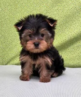 Koda , a male Yorkshire Terrier for sale in Monticello, IA – Photo 1 of 6
