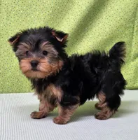 Koda , a male Yorkshire Terrier for sale in Monticello, IA – Photo 4 of 6