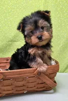 Koda , a male Yorkshire Terrier for sale in Monticello, IA – Photo 2 of 6