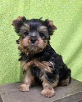 Stokes, a male Yorkshire Terrier for sale in Monticello, IA – Photo 5 of 5