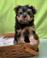 Stokes, a male Yorkshire Terrier for sale in Monticello, IA – Photo 3 of 5
