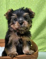 Stokes, a male Yorkshire Terrier for sale in Monticello, IA – Photo 2 of 5