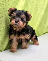 Stokes, a male Yorkshire Terrier for sale in Monticello, IA – Photo 4 of 5