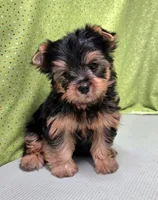 Stokes, a male Yorkshire Terrier for sale in Monticello, IA – Photo 1 of 5