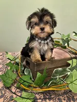 Daisy, a female Morkie for sale in Monticello, IA – Photo 3 of 3