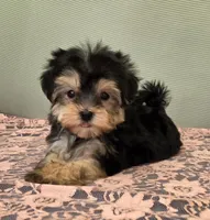 Daisy, a female Morkie for sale in Monticello, IA – Photo 1 of 3