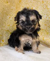 Bailey, a female Morkie for sale in Monticello, IA – Photo 3 of 4