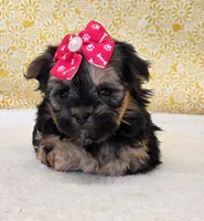 Bailey, a female Morkie for sale in Monticello, IA – Photo 2 of 4