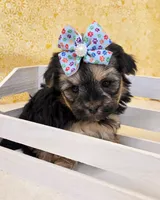 Bailey, a female Morkie for sale in Monticello, IA – Photo 1 of 4
