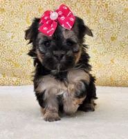 Bailey, a female Morkie for sale in Monticello, IA – Photo 4 of 4