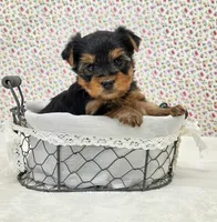 Millie, a female Yorkshire Terrier for sale in Monticello, IA – Photo 3 of 3