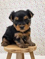 Millie, a female Yorkshire Terrier for sale in Monticello, IA – Photo 2 of 3