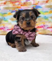 Boomer, a male Yorkshire Terrier for sale in Monticello, IA – Photo 4 of 4