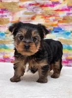 Boomer, a male Yorkshire Terrier for sale in Monticello, IA – Photo 2 of 4