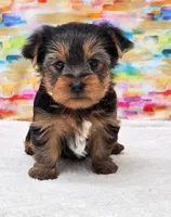 Boomer, a male Yorkshire Terrier for sale in Monticello, IA – Photo 1 of 4