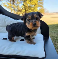 Boomer, a male Yorkshire Terrier for sale in Monticello, IA – Photo 3 of 4
