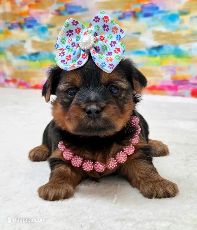 Crystal  – Yorkshire Terrier puppy for sale in Monticello, IA