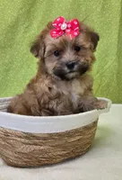 Winnie, a female Morkie for sale in Monticello, IA – Photo 3 of 4