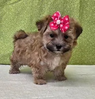 Winnie, a female Morkie for sale in Monticello, IA – Photo 2 of 4