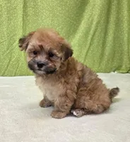 Winnie, a female Morkie for sale in Monticello, IA – Photo 4 of 4